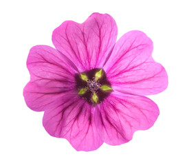 Mallow  flower © Scisetti Alfio