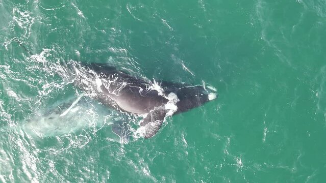 Ballena Franca Austral reproduci&eacute;ndose 