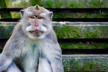 Naklejka premium Funny portrait of a macaque: A captivating and entertaining close-up of a jovial macaque, showcasing its amusing expressions and endearing nature
