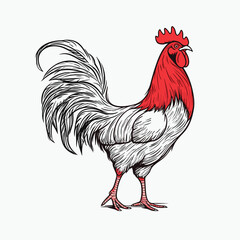 Cock hand-drawn illustration. Cock. Vector doodle style cartoon illustration © Aquir