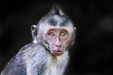 Entertaining portrayal of a monkey's face: A captivating and amusing depiction of a monkey's visage, igniting mirth and cheerfulness