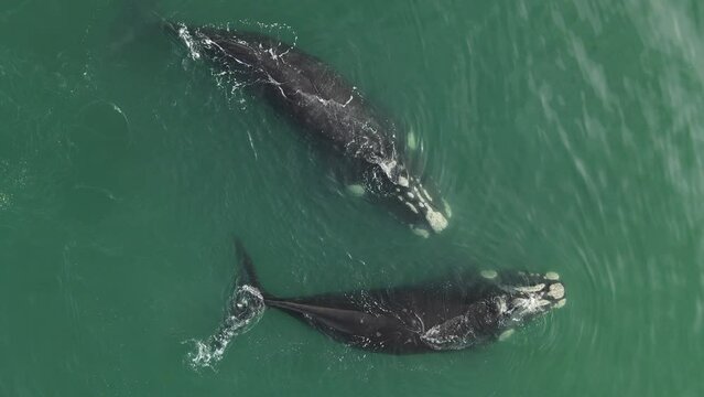 Ballenas Franca Austral jugando en las costas de Puerto Madryn 