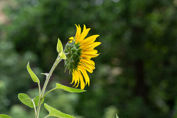 Girasole fiore estivo coltivato per l'industria alimentare
