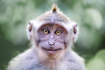 Funny portrait of a macaque: A captivating and entertaining close-up of a jovial macaque, showcasing its amusing expressions and endearing nature