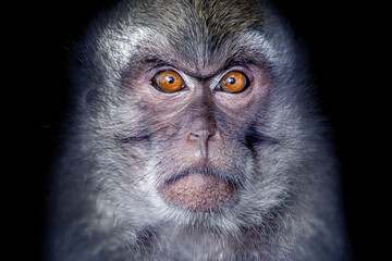 Funny portrait of a macaque: A whimsical and delightful close-up of a cheeky macaque, capturing its playful spirit and entertaining antics
