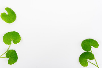 Top view on table centella asiatica leaves with isolated on white background