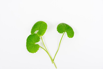 Top view on table centella asiatica leaves with isolated on white background