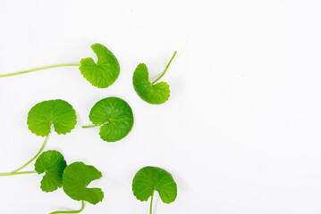 Fototapeta na wymiar Top view on table centella asiatica leaves with isolated on white background