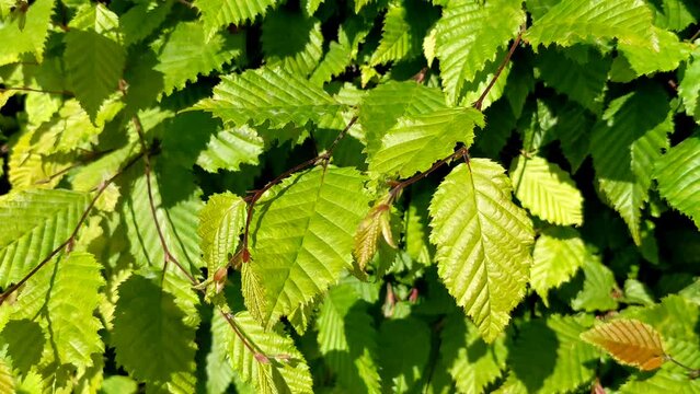 Carpinus betulus. Beautiful branch of European or common hornbeam with lush green leaves gently stirred by breeze in spring on a sunny day
