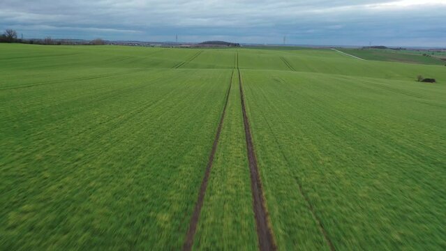 Field with winter cereals, Calbe, Saxony-Anhalt, Germany, Europe