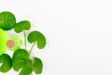 Top view on table centella asiatica leaves with isolated on white background