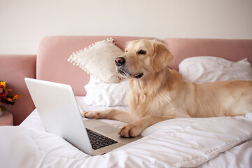 large dog of the golden retriever breed lies at home on the couch and uses laptop, the pet looks at...