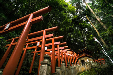 京都 狸山不動院の参道に並ぶ鳥居のトンネル