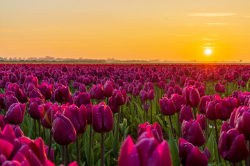 Purple tulip field during a beautiful sunset