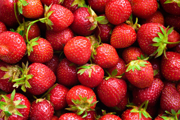 Harvest of ripe red strawberries in the market.