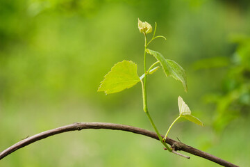 Young sprout on the grape vine. Shallow depth of field
