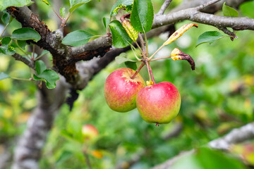 リンゴの未熟な果実