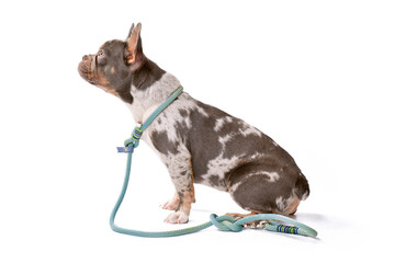 Merle French Bulldog dog wearing collar with rope retriever leash on white background