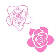 pink rose on white background