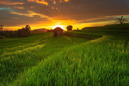 Beautiful morning view indonesia Panorama Landscape paddy fields with beauty color and sky natural light © Rahmad Himawan Photo