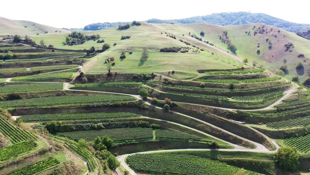 Drone aerial view of Schelingen am Kaiserstuhl with view of the vineyards. Schelingen, Vogtsburg am Kaiserstuhl, Breisgau, Black Forest, Freiburg, Baden-Wuerttemberg, Germany, Europe