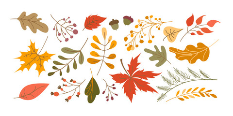 Vector set of leaves cartoon style. Autumn leaves and berries collection, isolated on white background