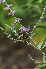 Bee on Russian Sage