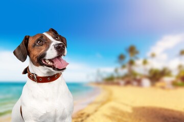Naklejka na ściany i meble Cute happy young dog on the sandy beach.