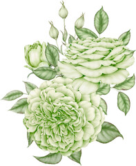 bouquet of green roses