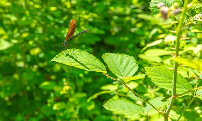 female of Calopteryx virgo at Blue Eye water spring in Albania. Known as Beautiful Demoiselle, a wonderful species of damselfly. Insect living in freshwater habitats such as rivers, streams, and ponds