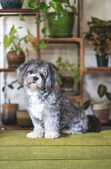 Shih tzu puppy with plants