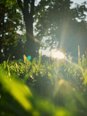 Sun rays in the grass.