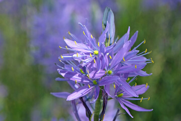 Blue Camassia flower spikes in bloom.