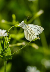 Schmetterling