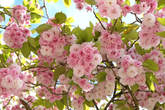 Prunus serrulata cherry blossom 'Fugenzo' in flower.