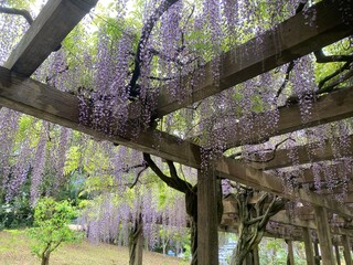 藤棚