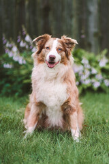 Australian Shepherd