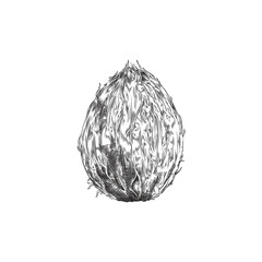 Hand drawn monochrome coconut sketch style, vector illustration