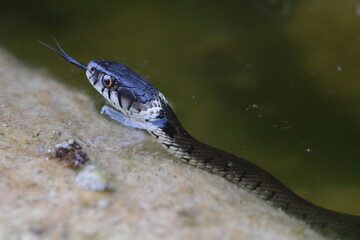 water snake dart its tongue in and out on a rock in the water