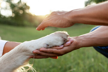 hands of african american young couple holding dog's paw and taking care in park, closeup of...
