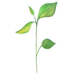 plant sprouts, seedlings, sprout vegetables and seeds, watercolor hand drawn illustration, picture depicting plants in spring