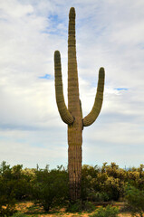 Old Saguaro Cactus Sonora desert Arizona