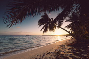 Naklejka na ściany i meble Tropical island beach with palm trees on the Caribbean Sea shore at sunrise