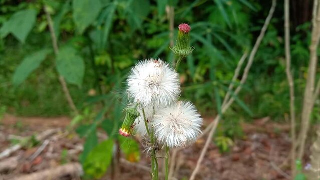 The Flowers Of The White Dandelion Plant Grow Wild In The Garden