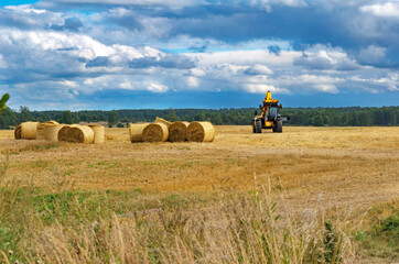 Many white silage bales lie on the field