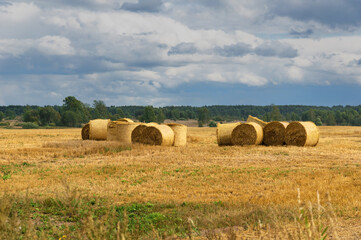 Fototapeta premium Many white silage bales lie on the field