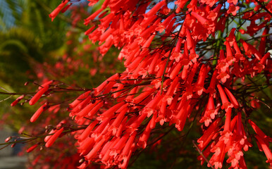 Pineleaf Penstemon or Beardtongue red flowers as a background.Tropical plants concept.Selective focus.