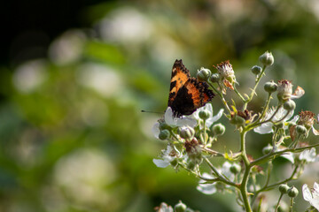 butterfly on flower, blurred background