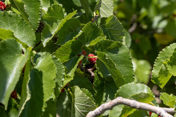 Blackberries grow in the garden. Selective focus