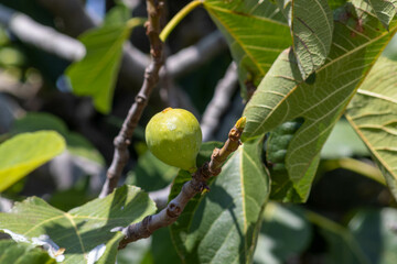 green figs ready to pick from the tree